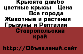 Крысята дамбо цветные крысы › Цена ­ 250 - Все города Животные и растения » Грызуны и Рептилии   . Ставропольский край